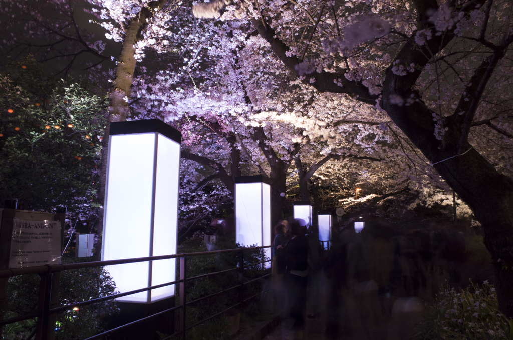 夜桜