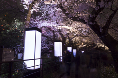 夜桜