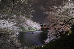 夜桜