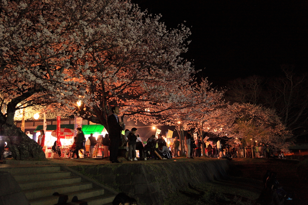 川辺の桜