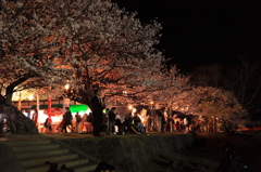川辺の桜