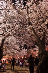 夜桜三月散歩道