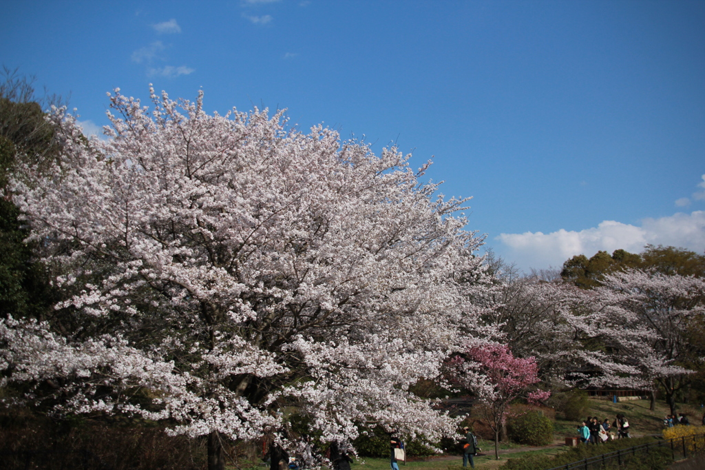 桜