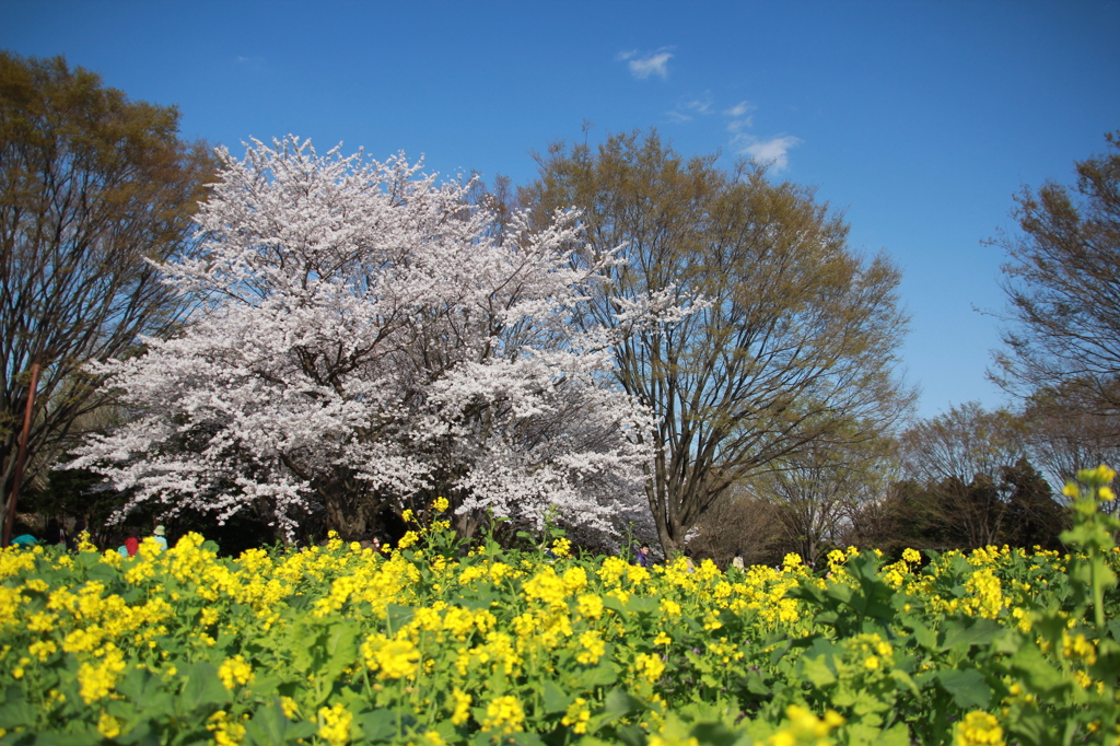 桜