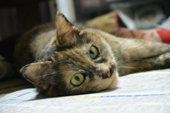 くつろぎにゃんこ
