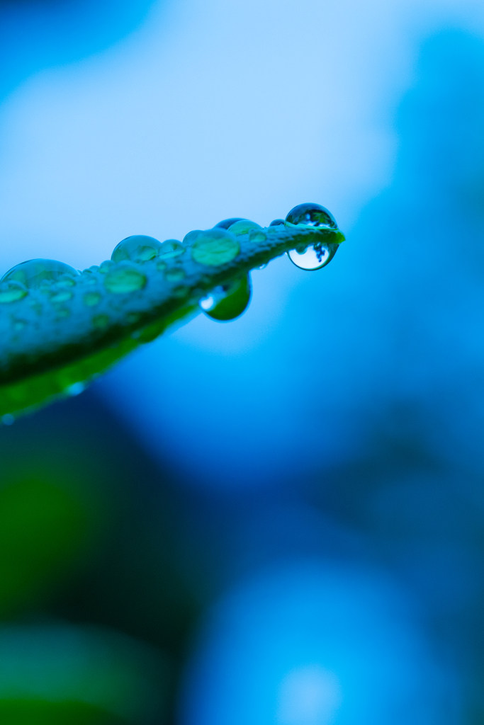 雫　梅雨の始まり