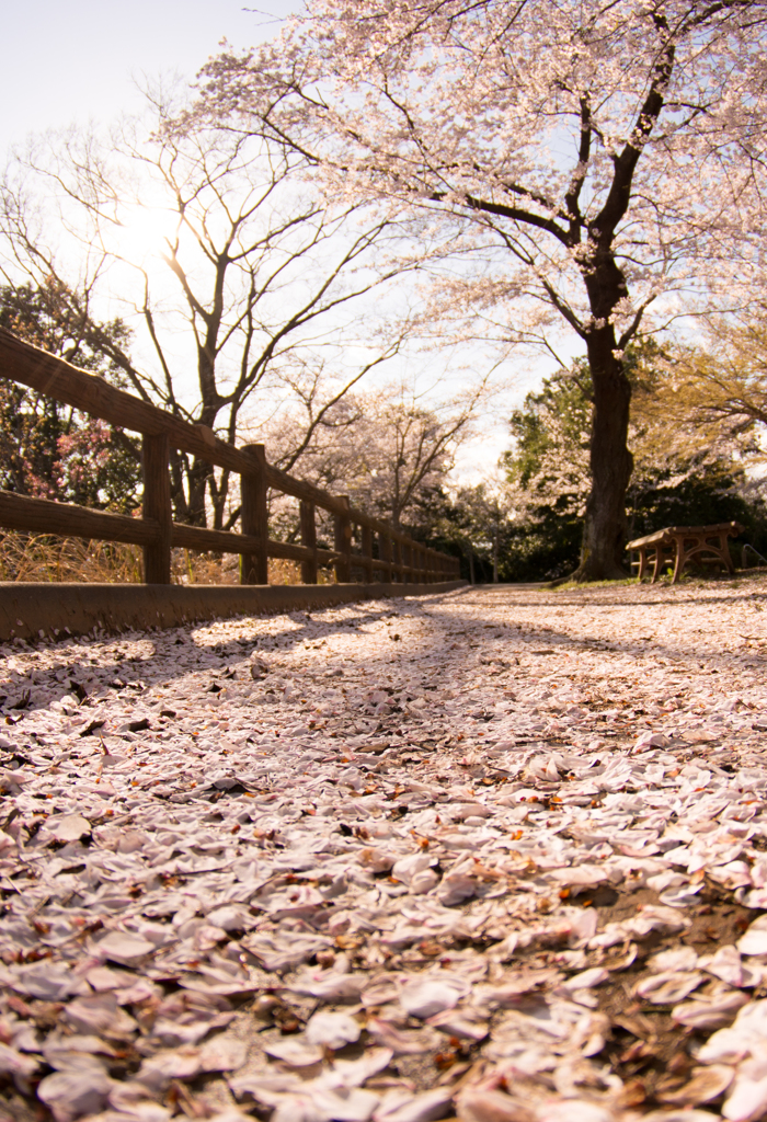 桜道