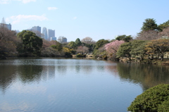 新宿御苑　春