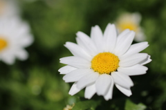 白い花