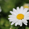 白い花