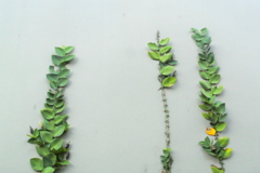 daun