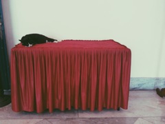 kucing