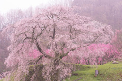 又兵衛桜・・Ⅰ