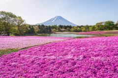 富士山と芝桜・・