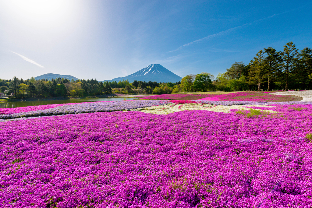 富士山と芝桜・・・Ⅱ