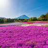 富士山と芝桜・・・Ⅱ