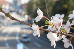 さくら
