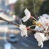 さくら