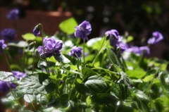 Jardin des violetta　〜 すみれの庭 〜 II