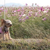 秋桜色の風に吹かれて