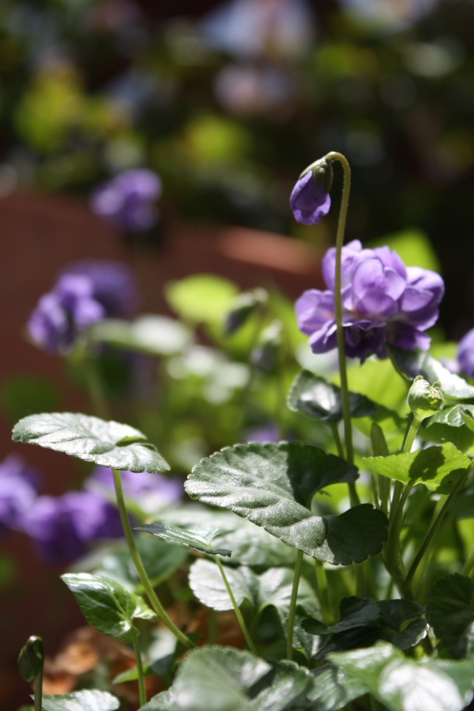 Jardin des violetta　〜 すみれの庭 〜 I