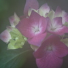 紫陽花の咲く頃に