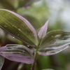 雨を纏って 。。。その壱