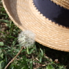 たんぽぽの綿毛と麦わら帽子
