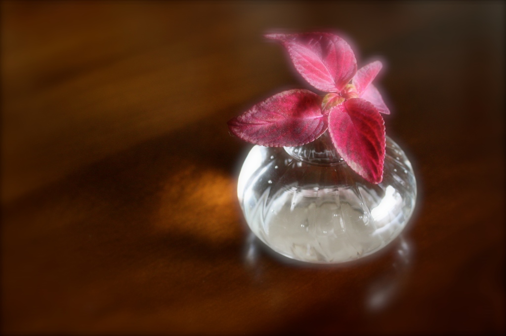 窓辺のコリウス