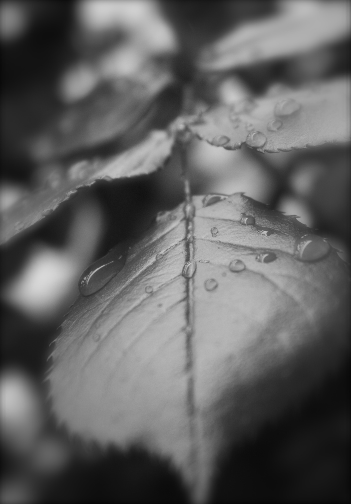 そっと雨の降る日に