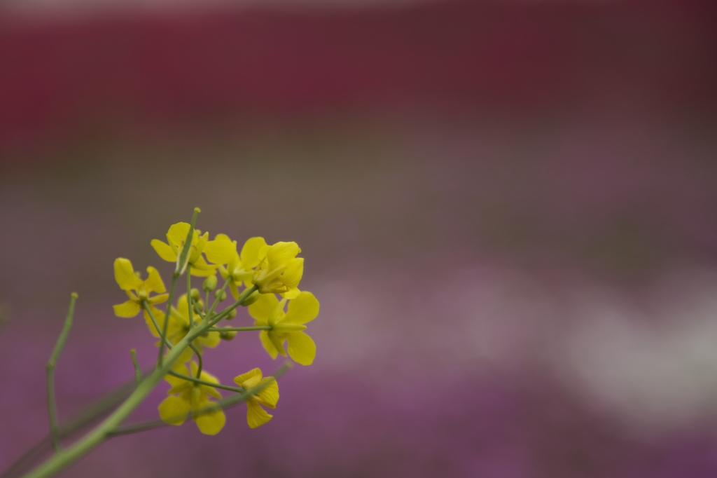 菜の花
