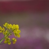 菜の花