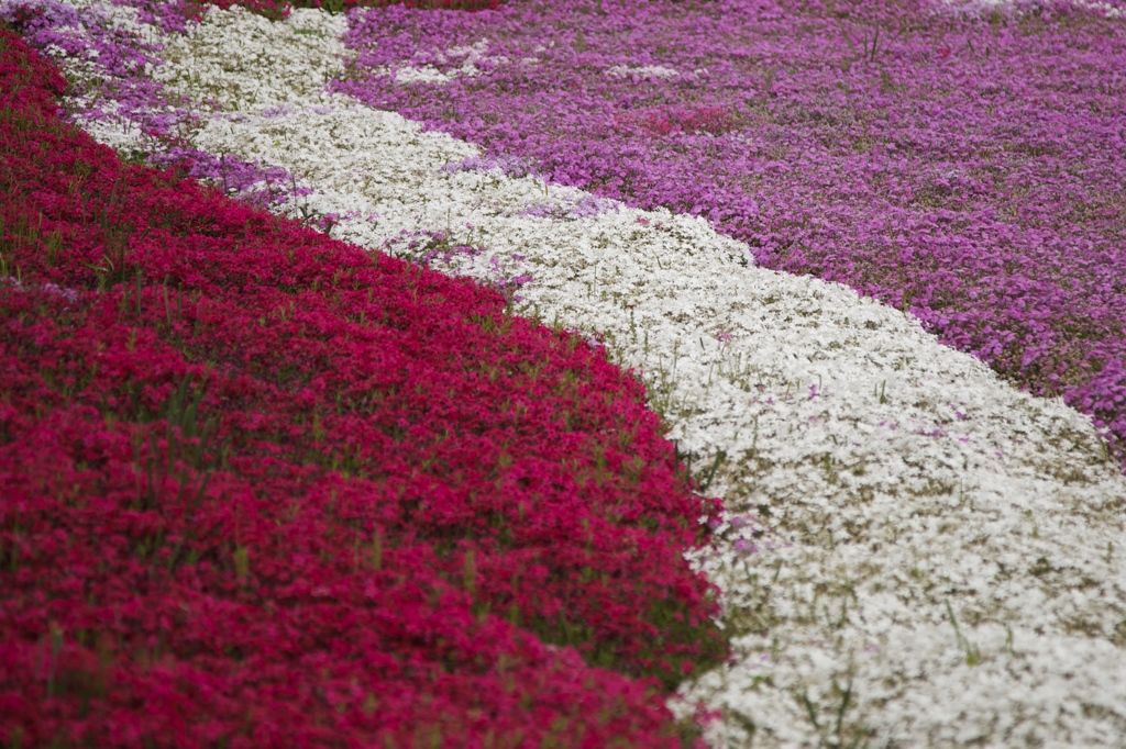 芝桜の絨毯