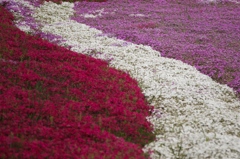 芝桜の絨毯