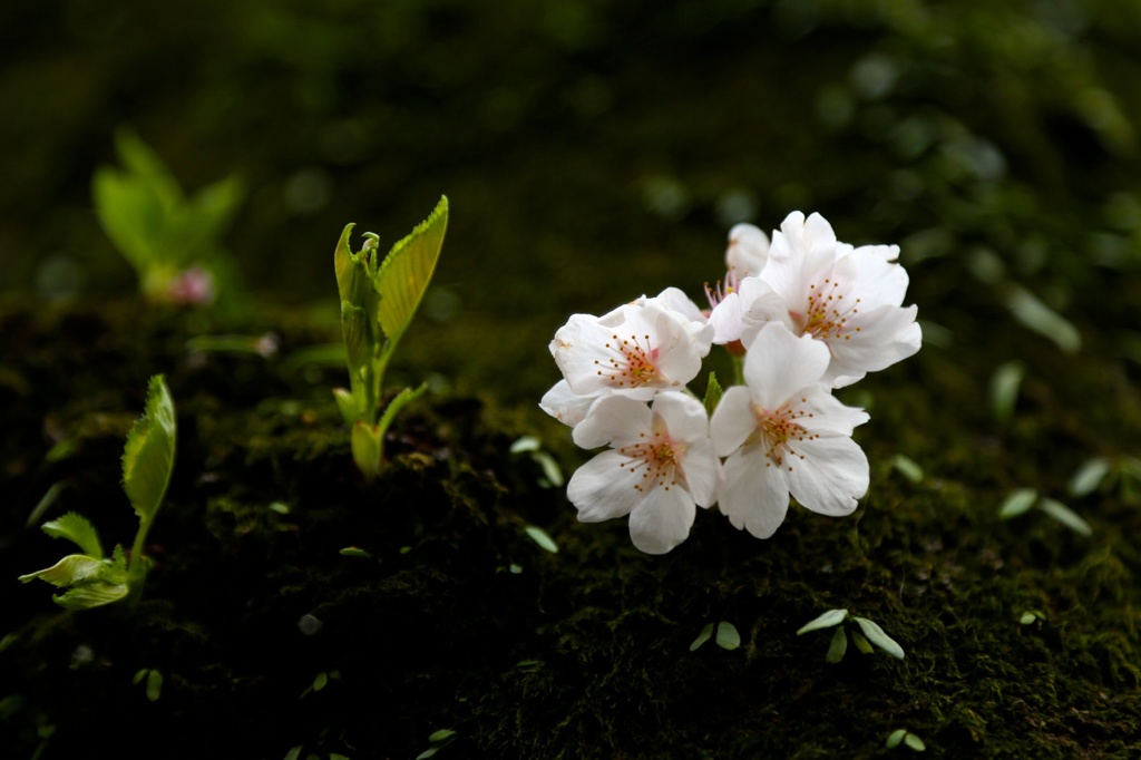 桜