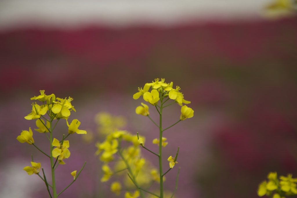 菜の花