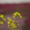 菜の花