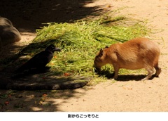 影から