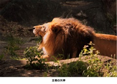 王者の欠伸
