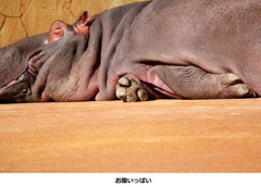 お腹いっぱい