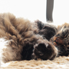 眠り猫
