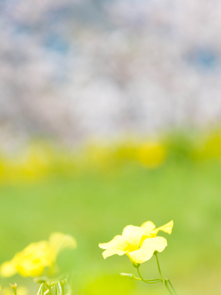 すみだ川のほとりに