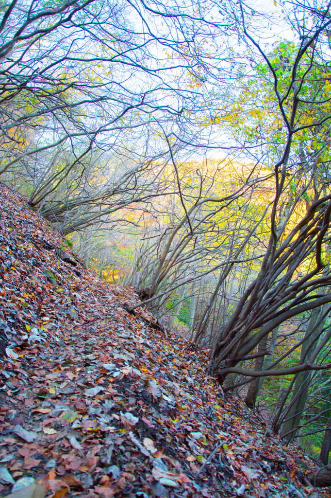 枯葉の山道