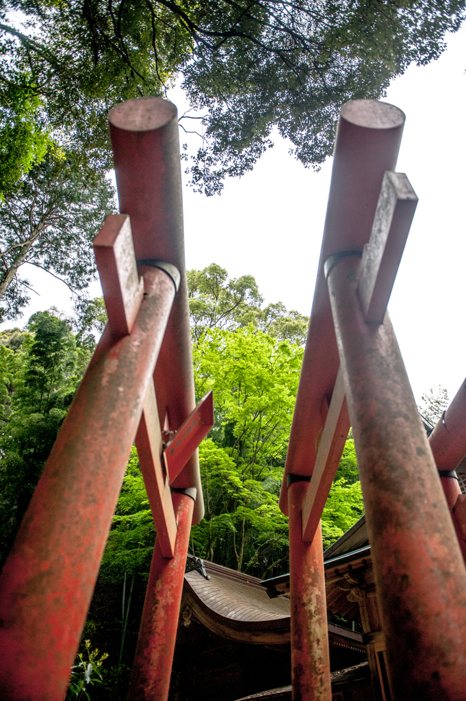 Torii