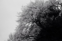 モノクロームの桜