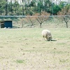 sheep