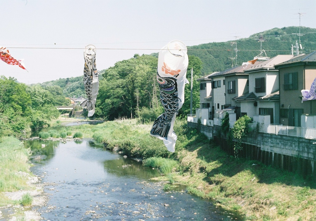 まだまだ泳いでます