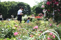 薔薇に囲まれて