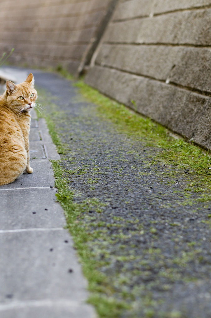 小道の案内猫