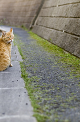 小道の案内猫